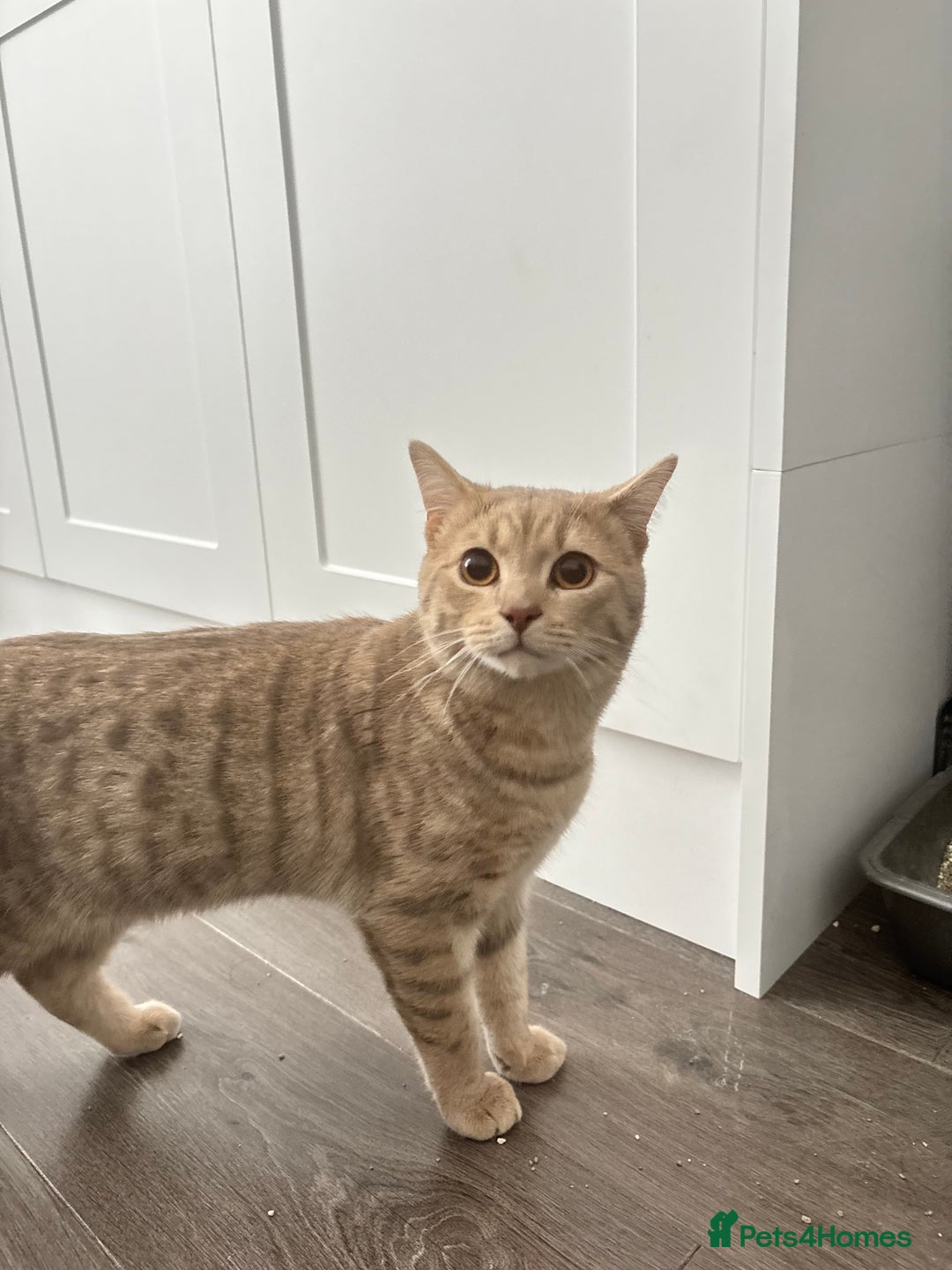 British Shorthair cats for sale: British short hair/ bengal mixed breed - Image 4