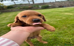 Labrador Retriever dogs for sale: Stunning, KC registered, Fox Red Labrador puppies. - Image 25
