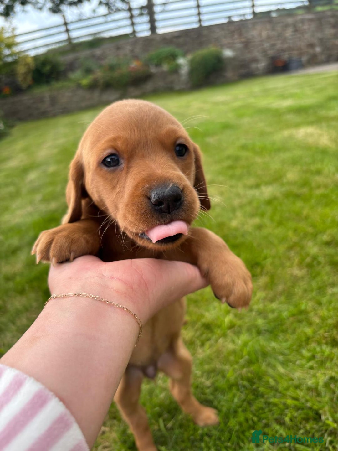 Labrador Retriever dogs for sale: Stunning, KC registered, Fox Red Labrador puppies. - Image 25