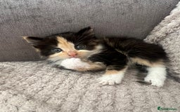 Mixed Breed cats for sale: 2 beautiful kittens male and female  - Image 6