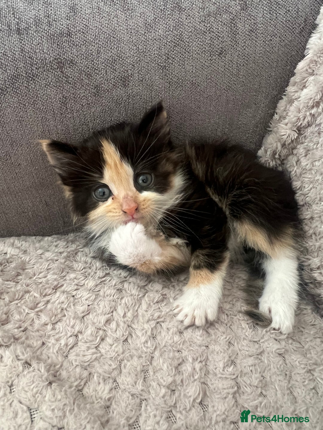 Mixed Breed cats for sale: 2 beautiful kittens male and female  - Image 6