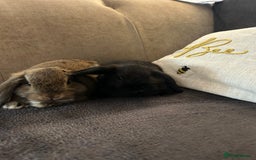 Mini Lop rabbits for sale:  Mini lop boy and girl 9 weeks old  - Image 4