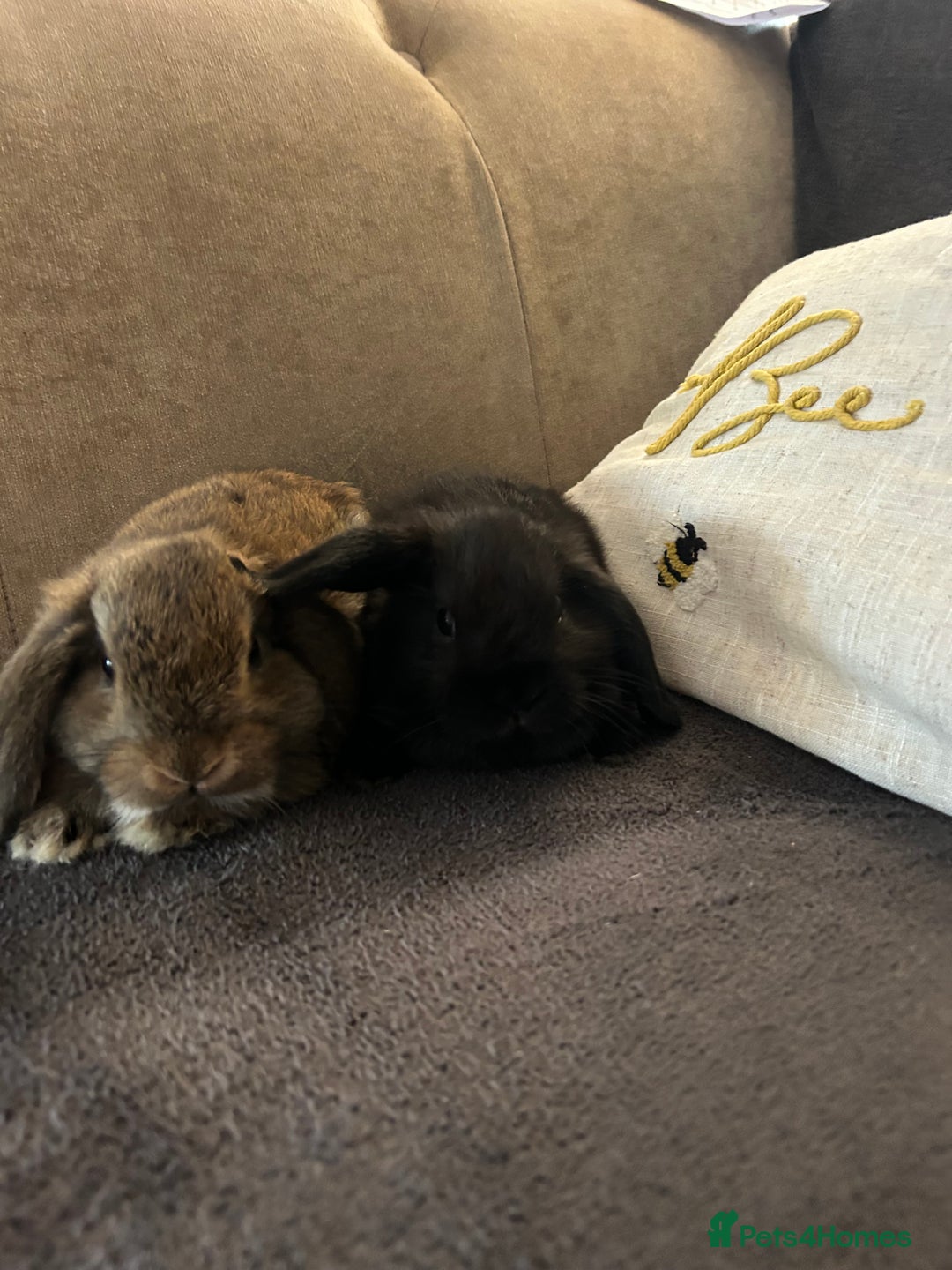 Mini Lop rabbits for sale:  Mini lop boy and girl 9 weeks old  - Image 4