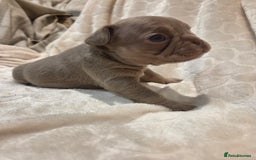 French Bulldog dogs for sale: Isabella & lilac & tan chunky frenchies - Advert 29