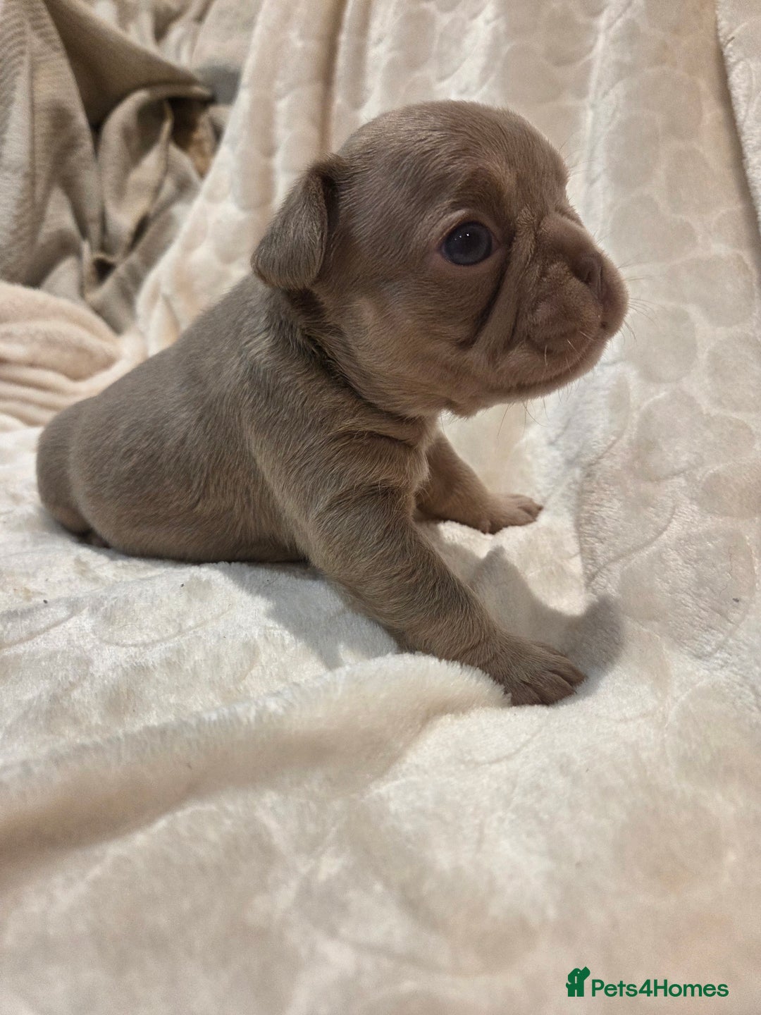French Bulldog dogs for sale: Isabella & lilac & tan chunky frenchies - Advert 29