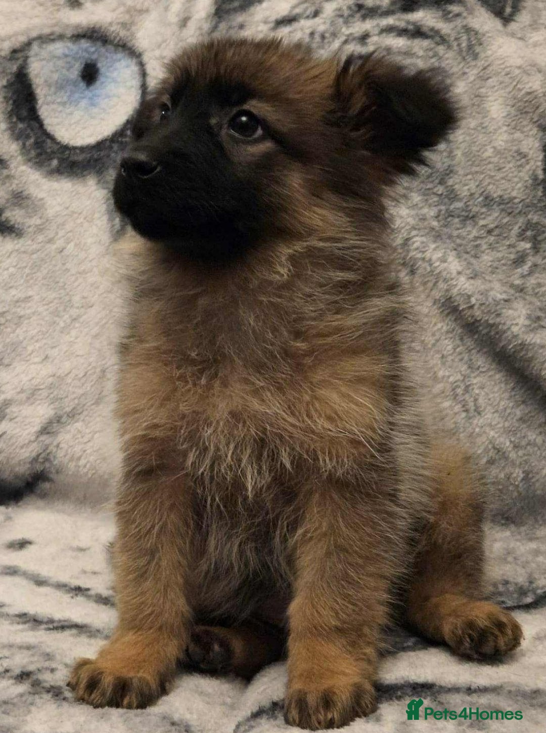 German Shepherd dogs for sale: 2 female German shepherd pups - Advert 3