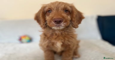 Cockapoo dogs - Advert 1