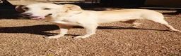 Mixed Breed dogs for adoption: 🐾💔 Yogui Needs a Home 💔🐾 - Advert 5