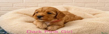 Cavapoo 4
