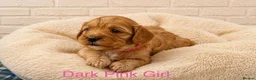 Cavapoo dogs for sale: Gorgeous Cavapoo Puppies — 3 Boys, 3 Girls. in St Albans - Advert 4
