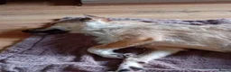 Mixed Breed dogs for adoption: Meet Bitsy,currently residing in Wrexham  in Wrexham - Advert 6