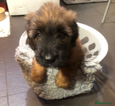 Briard dogs BEAUTIFUL Briard Female Puppies - Advert 1