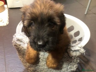 Briard dogs BEAUTIFUL Briard Female Puppies - Advert 2