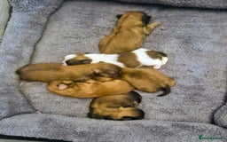 Shih Tzu dogs for sale: 5 beautiful Full Pedigree Shih Tzu Puppies - Image 11