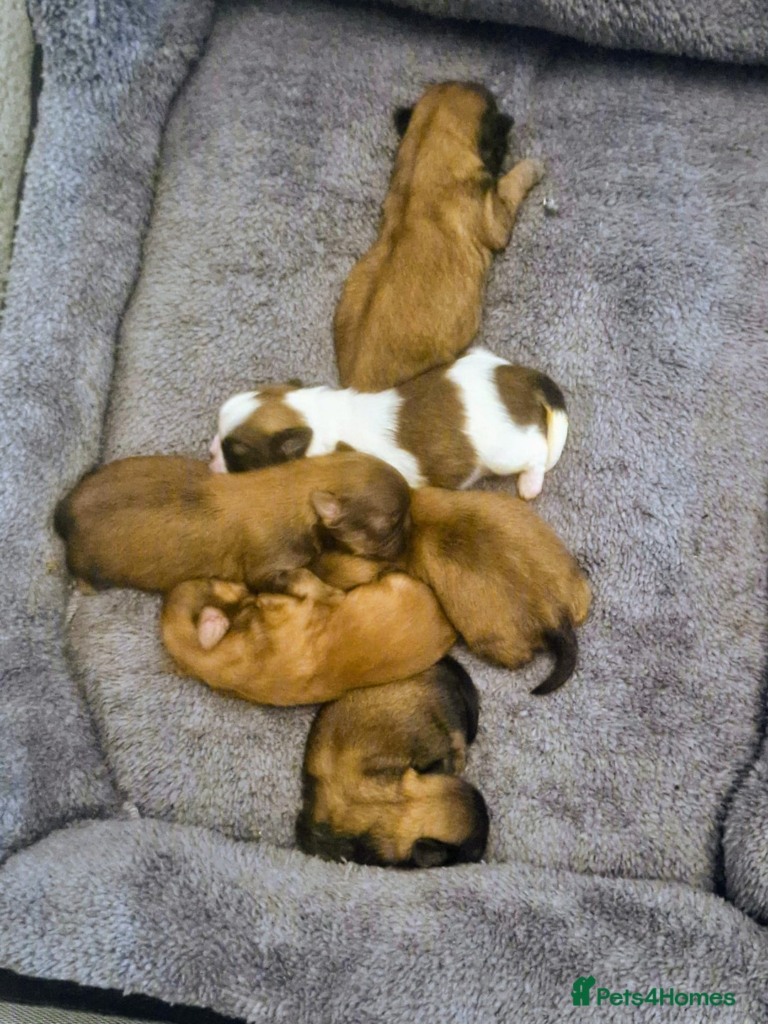 Shih Tzu dogs for sale: 5 beautiful Full Pedigree Shih Tzu Puppies - Image 11