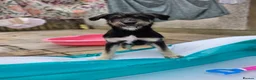 Mixed Breed dogs for sale: Beautiful family raised Husky x Springador Puppies - Advert 9