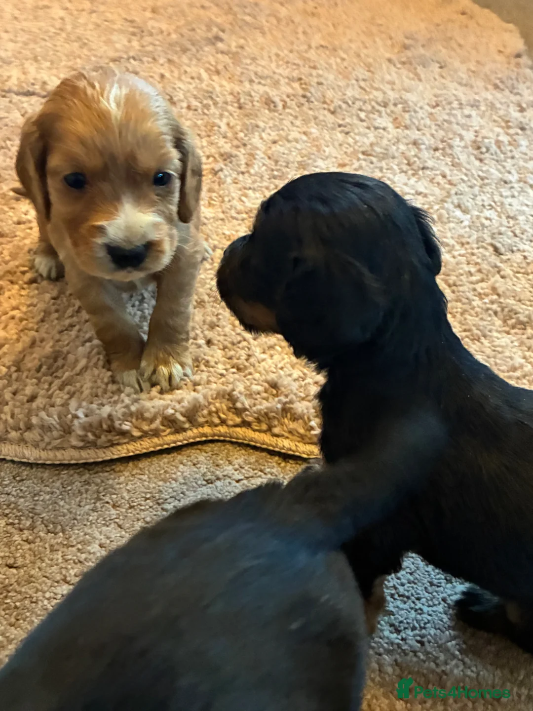 Cocker Spaniel dogs for sale: Beautiful cocker spaniel  - Advert 7