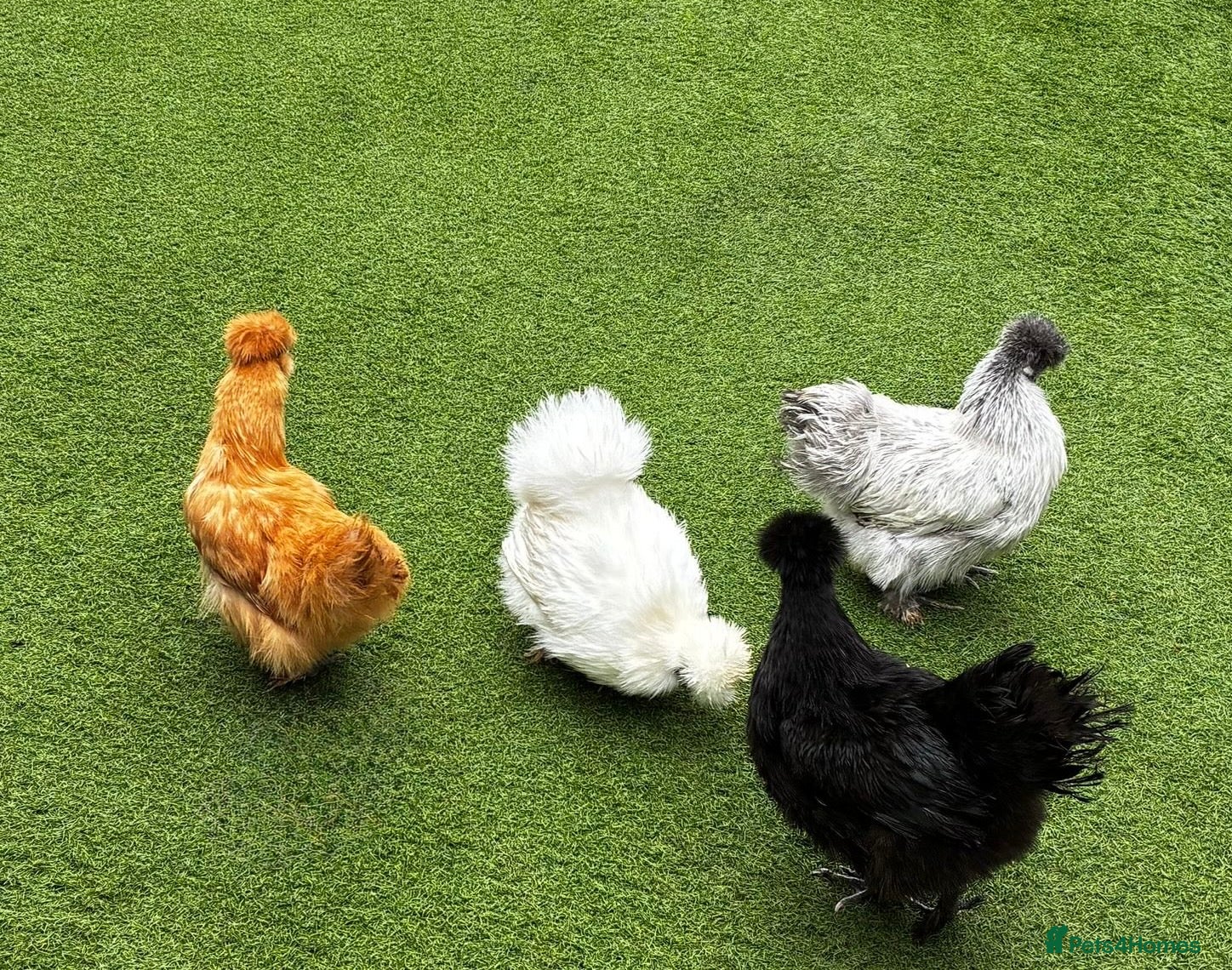 Chickens poultry 4x Mixed Colour Silkie Chickens & Coop - Advert 3