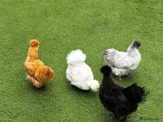 Chickens poultry 4x Mixed Colour Silkie Chickens & Coop - Advert 2