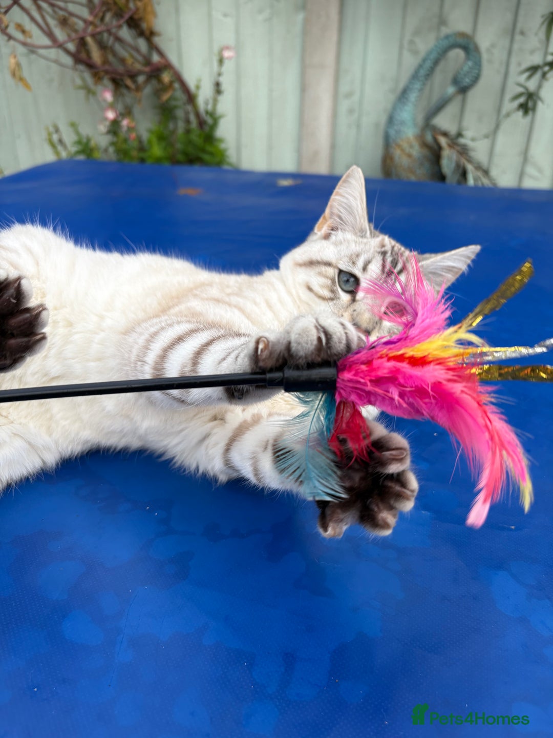 Savannah cats for sale: Breath taking rare girl - Image 11