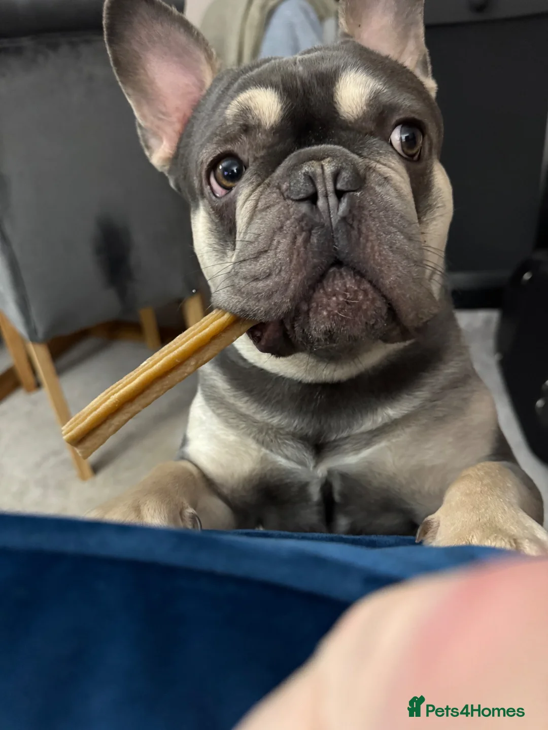 French Bulldog dogs for sale: Male French Bulldog for sale  in Wigan - Advert 7
