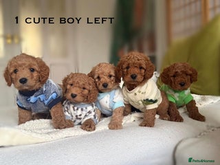 Cavapoo dogs 🌷🐾5 Cavapoo mixed with toy poodle puppies🐶 - Advert 13