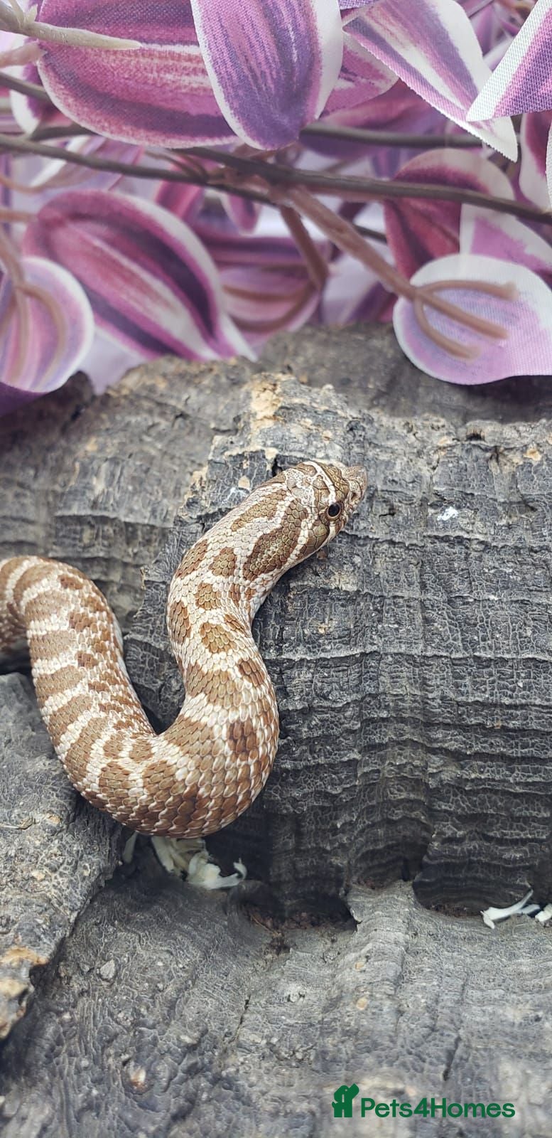 Snake reptiles Western Hognose Babies CB 26 Mixed £80ea - Advert 14
