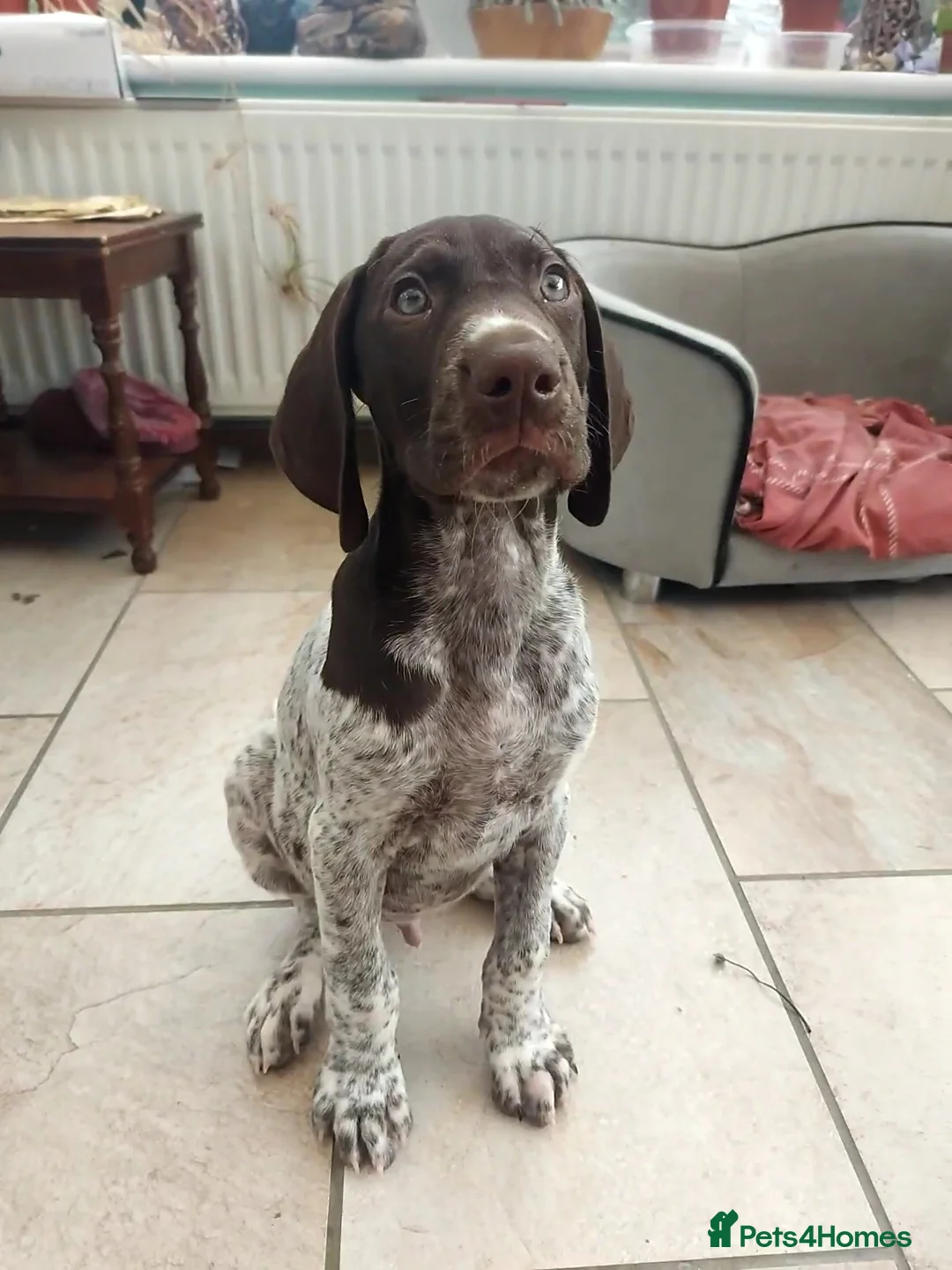 German Shorthaired Pointer dogs for stud: Stunning Proven German shorthaired pointer  in Shrewsbury - Advert 21