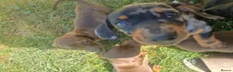 Miniature Dachshund dogs for sale: Miniature chocolate dapple black tan dachshund - Advert 25