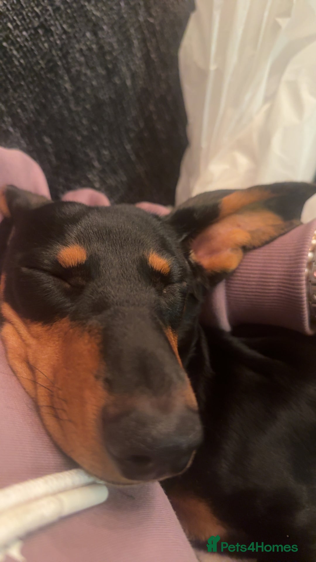 Miniature Dachshund dogs for sale: Black and Tan girl miniature dachshund  - Advert 4