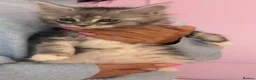 Maine Coon cats for sale: XL TICA REG ACTIVE 1 GIRL ONLY - Advert 8