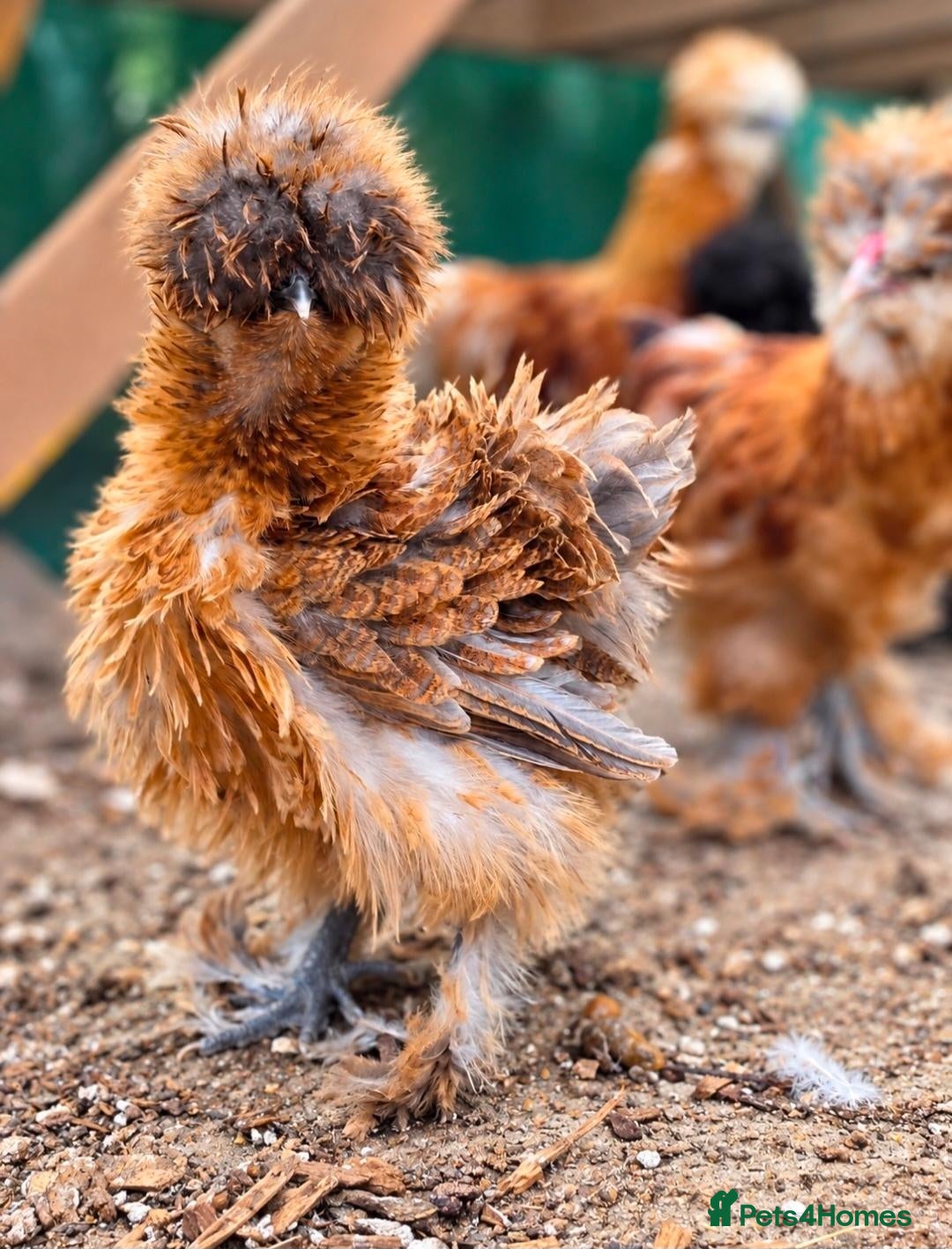 Chickens poultry Various Chicken Breeds - Advert 1
