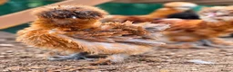 Chickens poultry for sale: Various Chicken Breeds - Advert 1