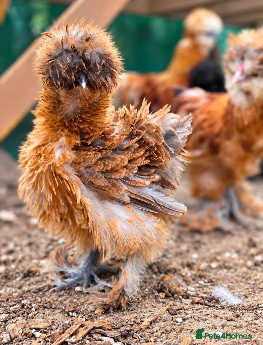 Chickens poultry for sale: Various Chicken Breeds - Advert 1