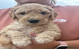 Goldendoodle dogs for sale: 🐶🐾🐶AUSTRALIAN DOUBLE DOODLE PUPPIES🐶🐾🐶 - Image 10