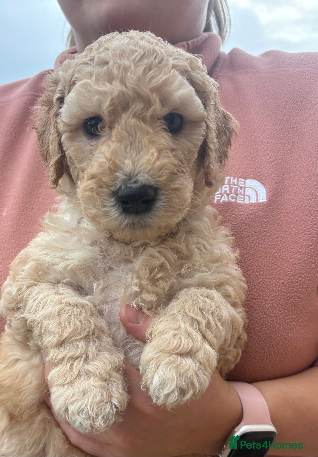 Goldendoodle dogs for sale: 🐶🐾🐶AUSTRALIAN DOUBLE DOODLE PUPPIES🐶🐾🐶 - Image 10