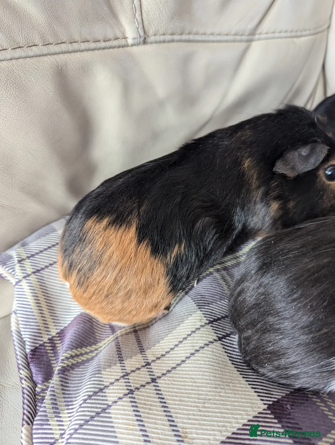 Guinea Pig rodents for sale: Baby boy guinea pigs - Advert 6