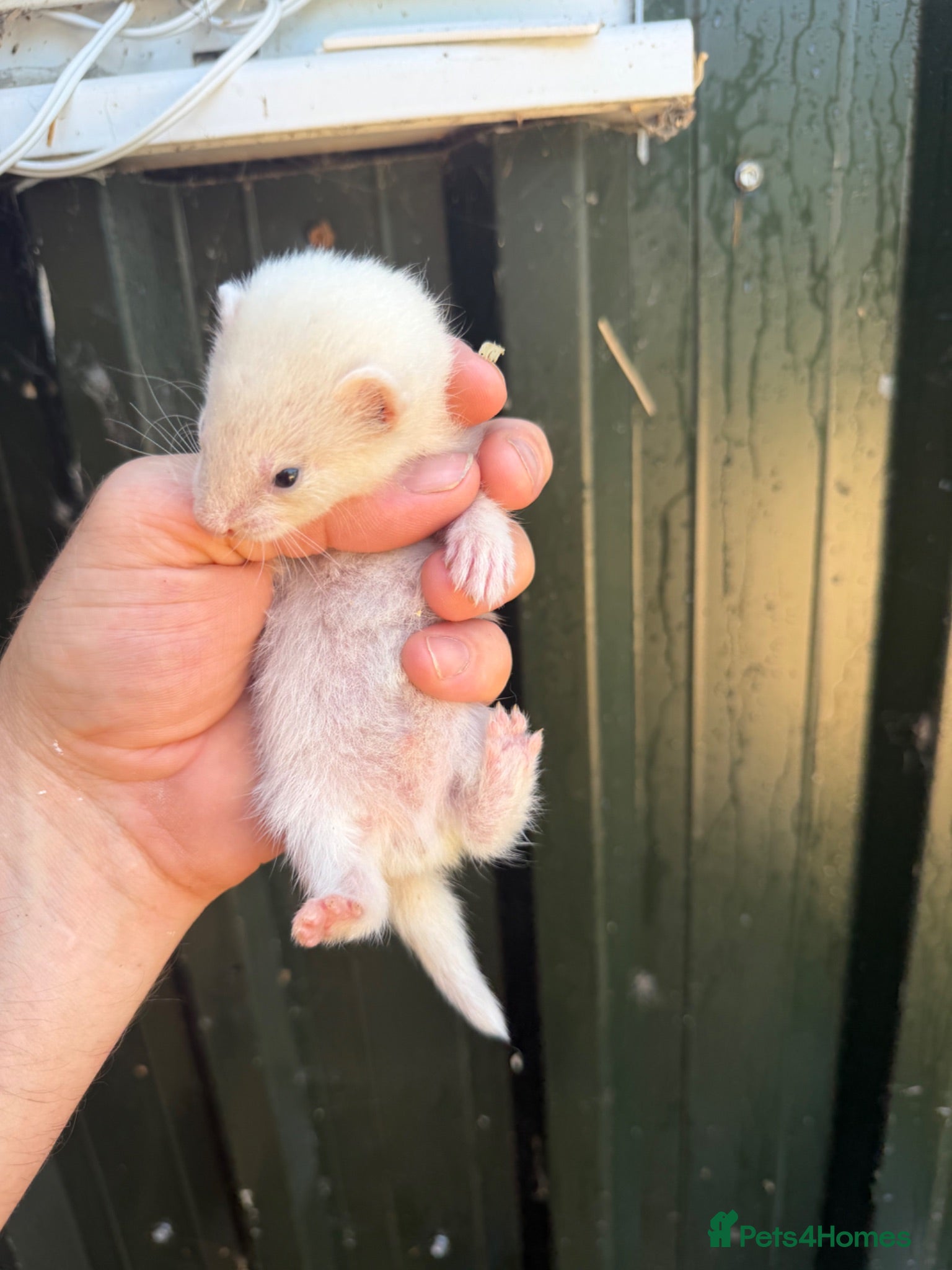 Ferret rodents Half micro ferrets they have taken the micro side  - Advert 20