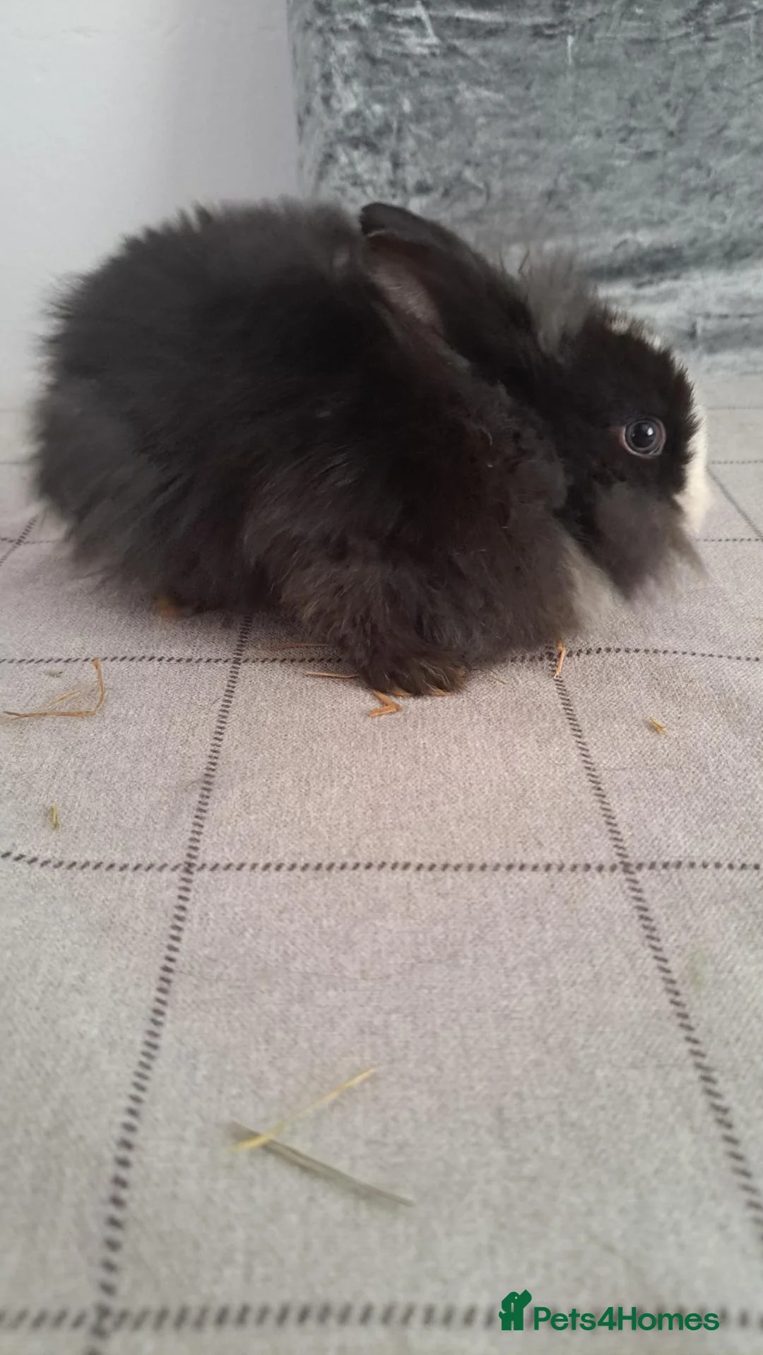 Lionhead rabbits for sale: Lionhead in Sleaford - Advert 6