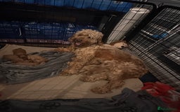 Cockapoo dogs for sale: 🐶 8 Gorgeous F2 Cockapoo Puppies – Ready Soon! 🏡 - Image 7
