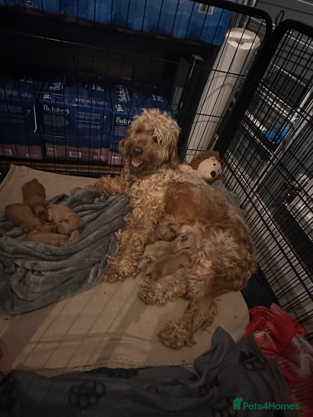 Cockapoo dogs for sale: 🐶 8 Gorgeous F2 Cockapoo Puppies – Ready Soon! 🏡 - Image 7