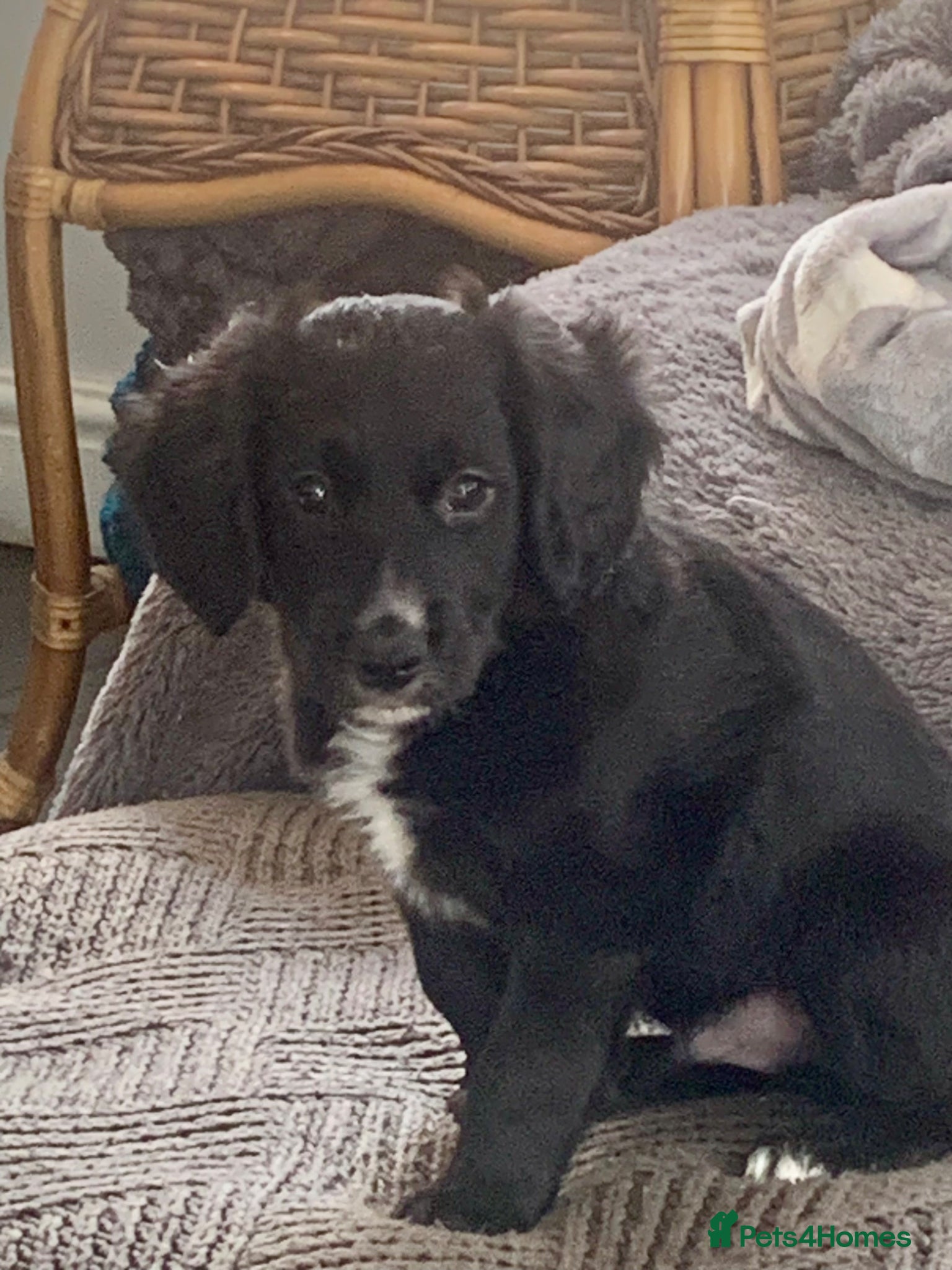 Mixed Breed dogs A* Sprollie Pups  - Advert 1