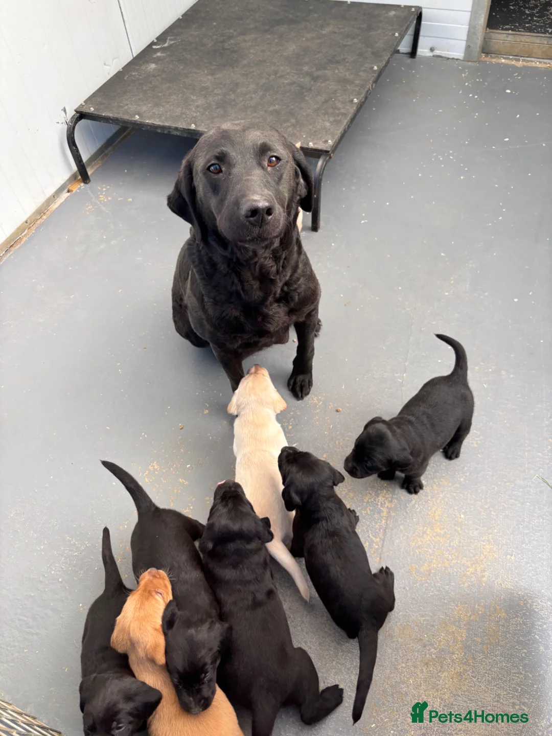 Labrador Retriever dogs for sale: QUALITY LABRADOR PUPPIES  - Advert 2