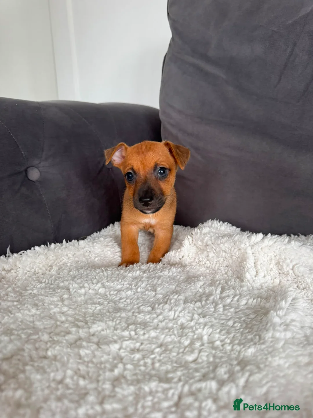 Jack Russell dogs for sale: Jack Russel puppies - Advert 2