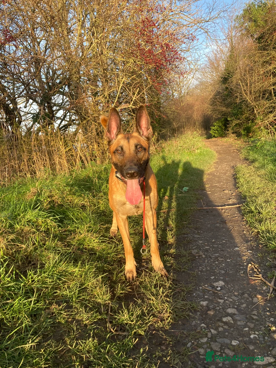 Belgian Shepherd Dog dogs for stud: FCI malinois for stud  - Advert 1