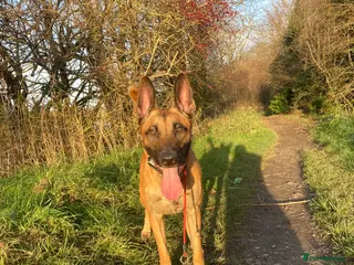 Belgian Shepherd Dog dogs FCI malinois for stud - Advert 7