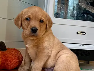 Labrador Retriever dogs KC reg fox red Labradors - Advert 4