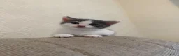 Mixed Breed cats for sale: Beautiful ragdoll cross kittens for sale  - Advert 3