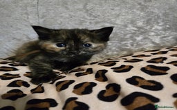 Mixed Breed cats for sale: 7 Half-Ragdolls  - Image 15