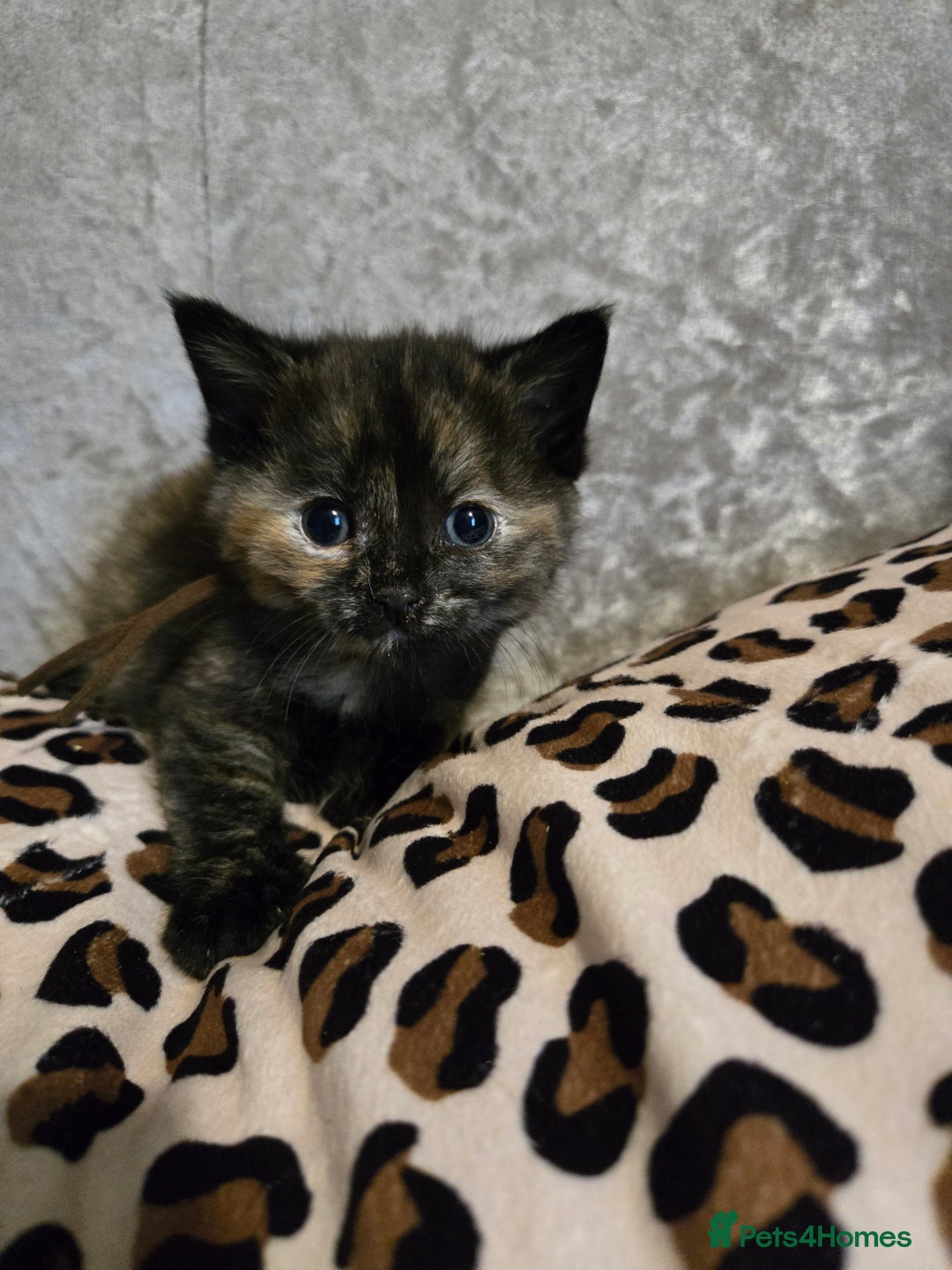 Mixed Breed cats for sale: 7 Half-Ragdolls  - Image 15
